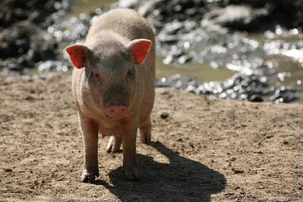 Terme Trompeur Ces Porcs Peuvent Être Difficiles 100 Mais Sont — Photo