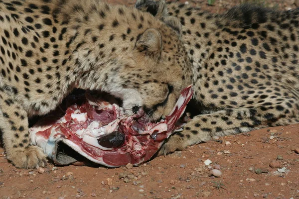 Ghepardo Maculato Predatore Grande Gatto — Foto Stock