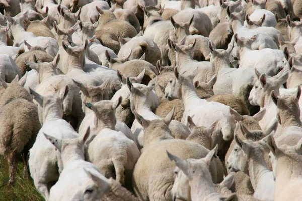 Schapenkudde Schotland — Stockfoto