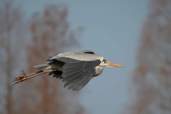 Vedere Pitorească Păsărilor Heron Natură — Fotografie, imagine de stoc