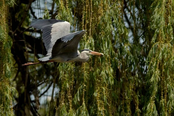 Vedere Pitorească Păsărilor Heron Natură — Fotografie, imagine de stoc