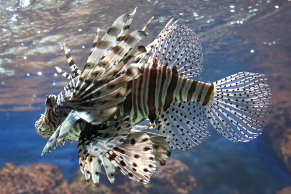 海底的狮子鱼 海洋生物 — 图库照片