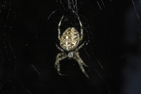 Spinneninsekt Gruseliges Tier — Stockfoto