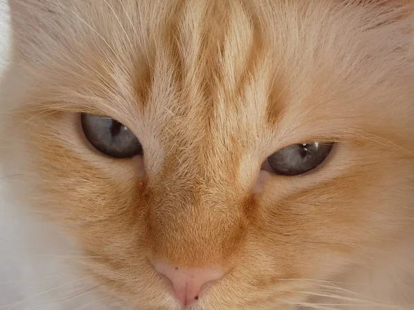 Retrato Gato Bonito — Fotografia de Stock