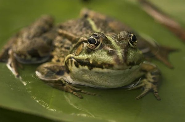 Animal Anfíbio Selvagem — Fotografia de Stock