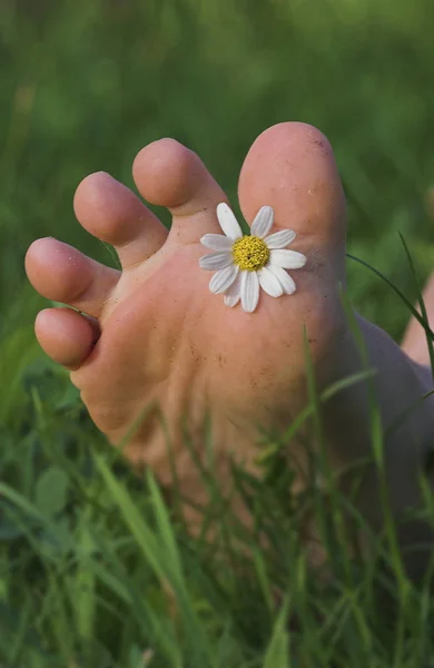 Schöne Botanische Aufnahme Digitale Hintergrundbilder — Stockfoto