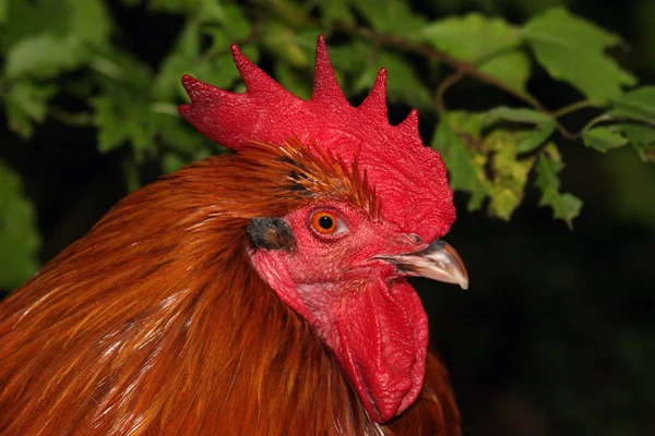 Vacker Utsikt Över Vacker Fågel Naturen — Stockfoto