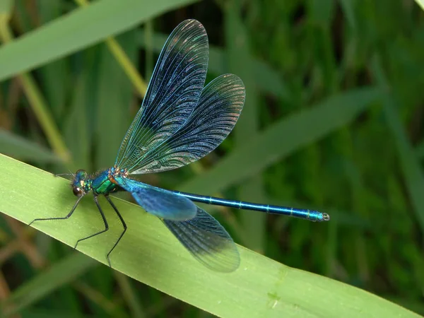 Closeup Macro View Dragonfly Insect — Stock Photo, Image