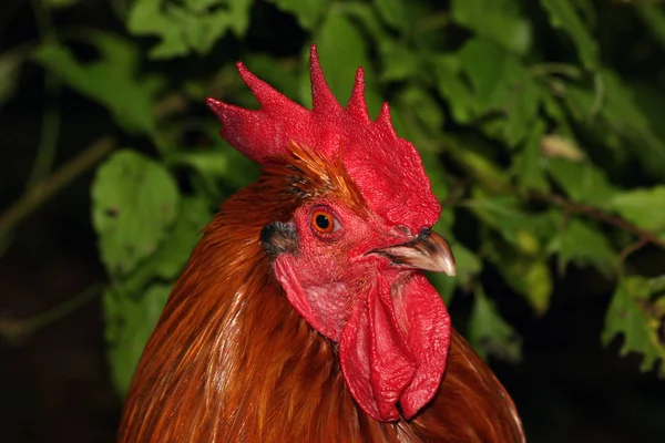 Scenic View Beautiful Bird Nature — Stock Photo, Image