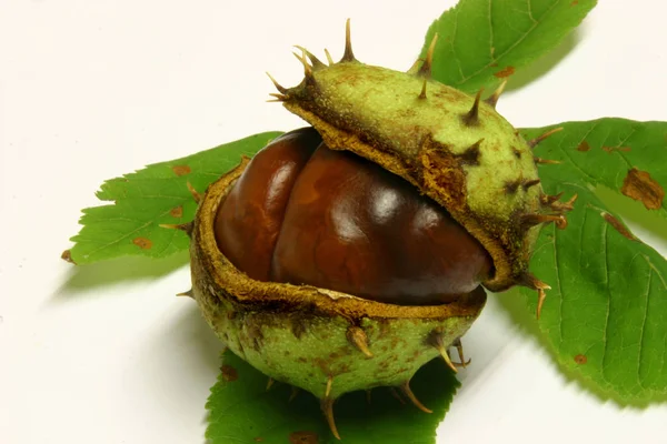 Castanhas Sobre Fundo Branco — Fotografia de Stock