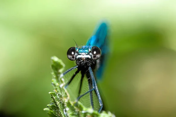 Vista Macro Primer Plano Del Insecto Libélula —  Fotos de Stock