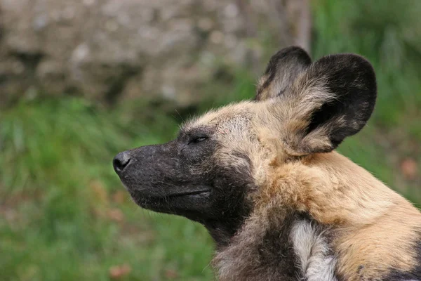 Hyena Wild Nature — Stock Photo, Image