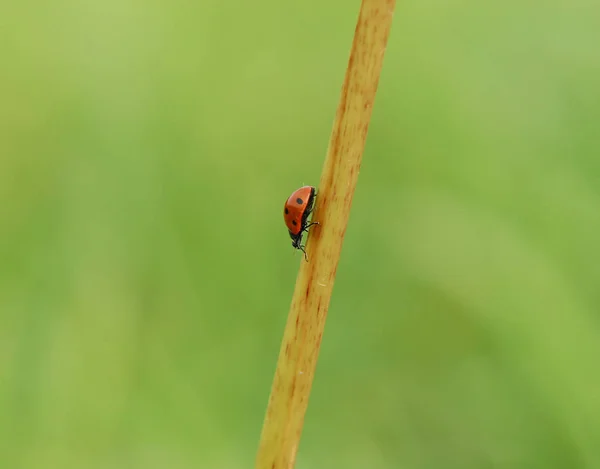 Red Bug Dots Ladybug — Stock Photo, Image