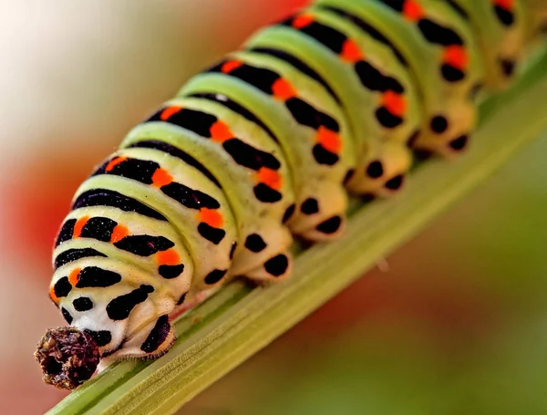 แมลงแมลง หนอนต วเล — ภาพถ่ายสต็อก