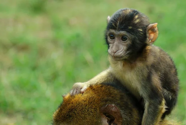 Animales Jóvenes Enfoque Selectivo — Foto de Stock