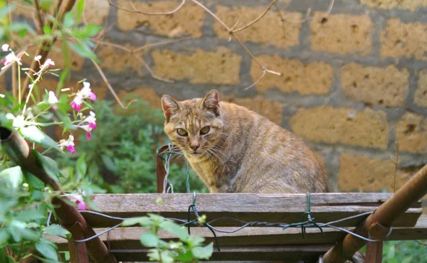 Retrato Gato Bonito — Fotografia de Stock