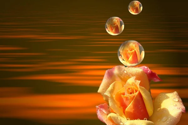 Abstracte Samenstelling Met Waterlelie Lotus — Stockfoto