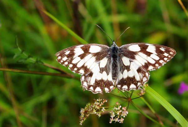 Vue Rapprochée Belle Exotique Faiblir — Photo