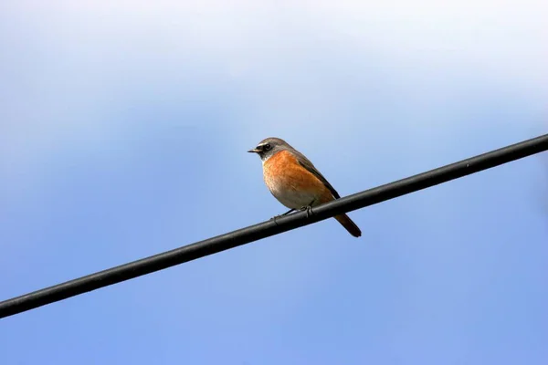 Bird Wire — Stock Photo, Image