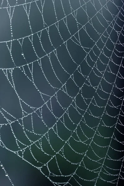 Spiders Web Spider Net — Stock Photo, Image