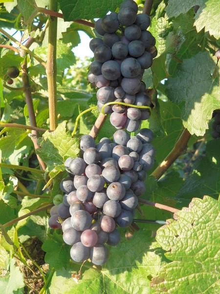 Vinrankor Vindruvor Som Växer Träd Fruktträdflora — Stockfoto