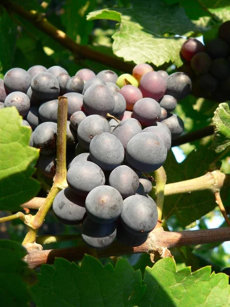 Viñas Uvas Que Crecen Sobre Árbol Frutas Plantas Frutales — Foto de Stock