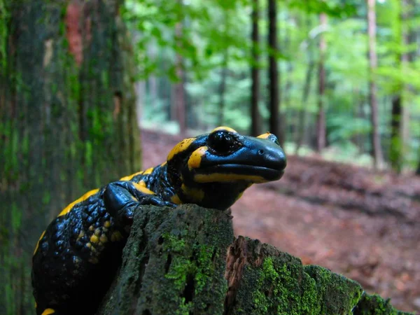 Salamandra Animal Reptiles Lagarto —  Fotos de Stock