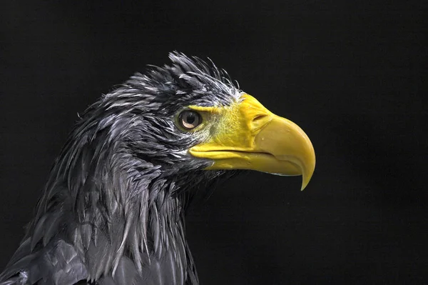 Malebný Pohled Majestátní Obří Orel Divoké Přírodě — Stock fotografie
