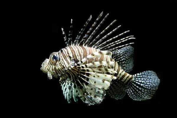 Lionfish Sea Underwater Sea Life — стоковое фото