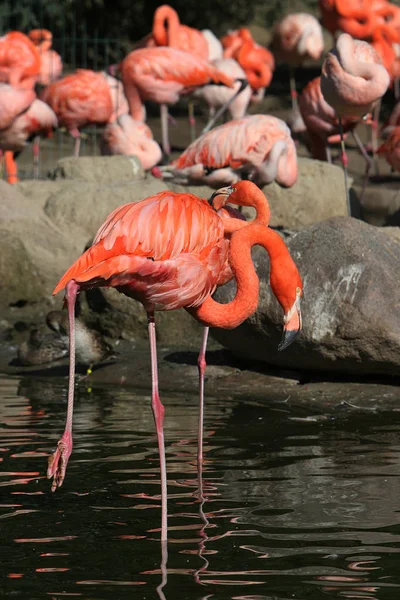 Flamingos Fond Naturel Oiseau — Photo