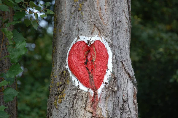 Coração Árvore — Fotografia de Stock