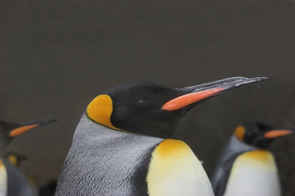 自然の中で可愛いペンギンの姿を見る — ストック写真