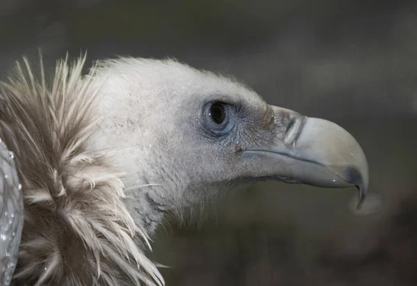 Schilderachtig Uitzicht Prachtige Griffioen Vogel — Stockfoto