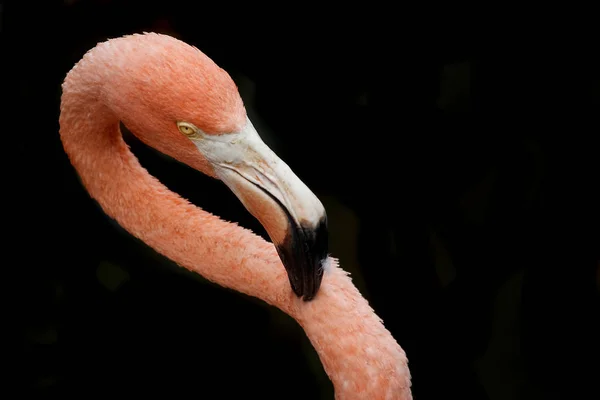 Flamingo Doğal Kuş Arkaplanı — Stok fotoğraf