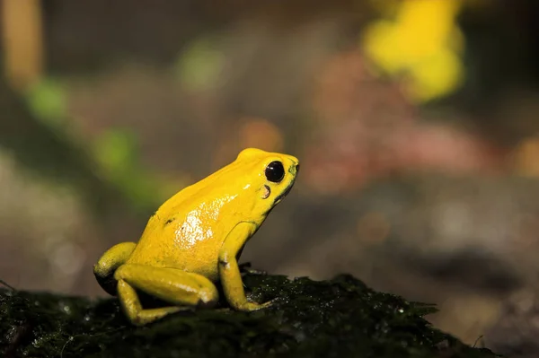 Amphibien Animal Grenouille Sauvage — Photo