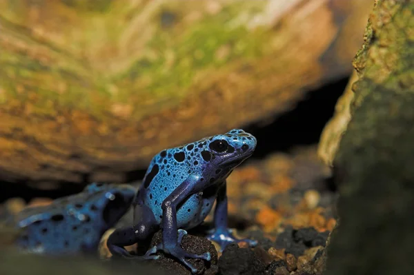 Animale Anfibio Rana Selvatica — Foto Stock