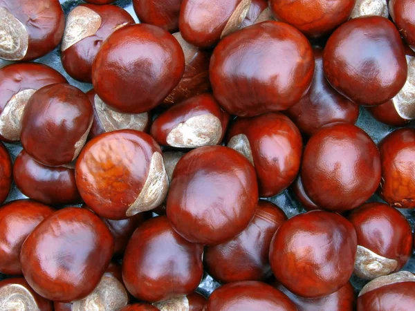 Close View Chestnuts Autumn — Stock Photo, Image