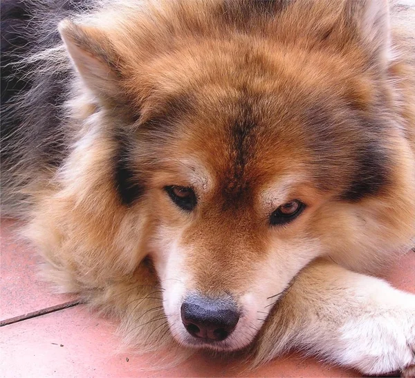 Retrato Lindo Perro — Foto de Stock