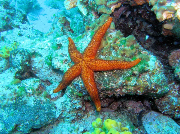 Zeesterren Waterdieren — Stockfoto