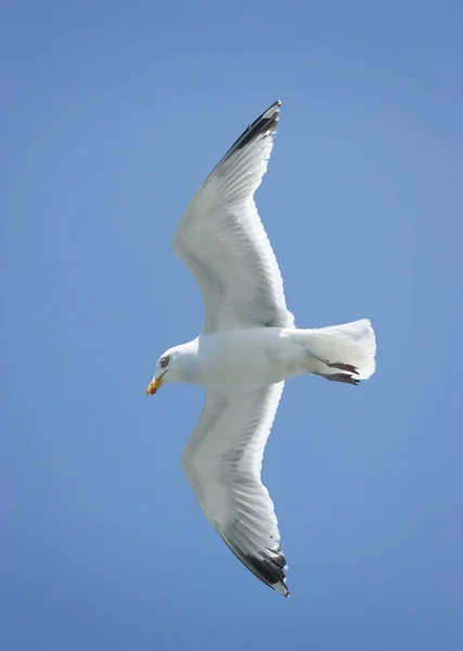 Vue Panoramique Belle Mouette Argentée Nature — Photo