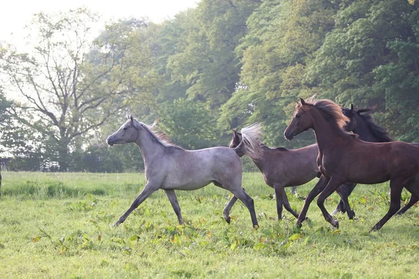 Paarden Overdag Buiten — Stockfoto