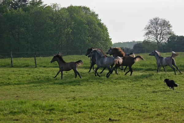 Paarden Overdag Buiten — Stockfoto