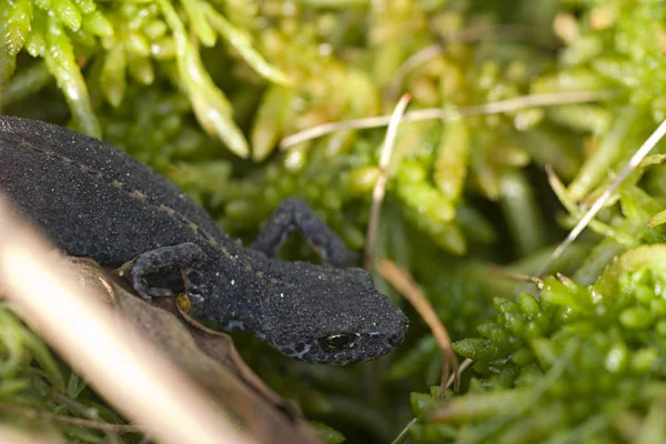 Salamandra Jaszczurka Gady — Zdjęcie stockowe