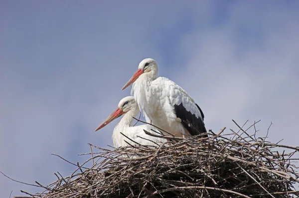 Vacker Utsikt Över Vacker Stork Fågel Naturen — Stockfoto