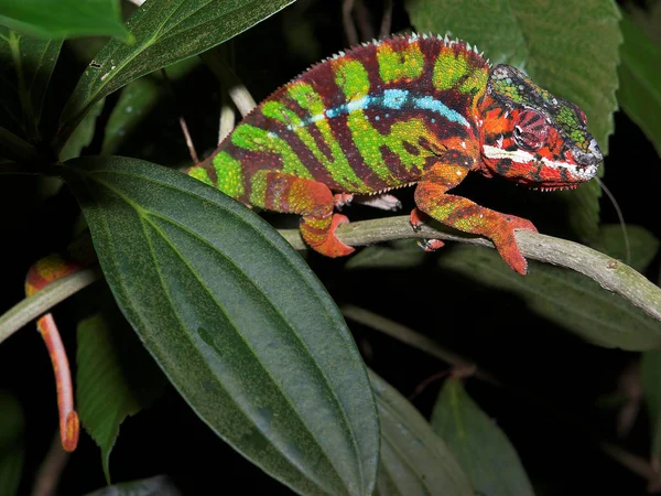 Animal Camaleão Réptil Lagarto Tropical — Fotografia de Stock