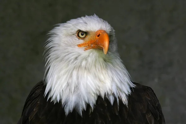 Vacker Utsikt Över Majestätisk Kungsörn Vild Natur — Stockfoto