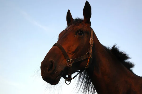 Jacke Abendlicht — Stockfoto