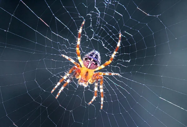 Spindel Insektsfälla Djur — Stockfoto