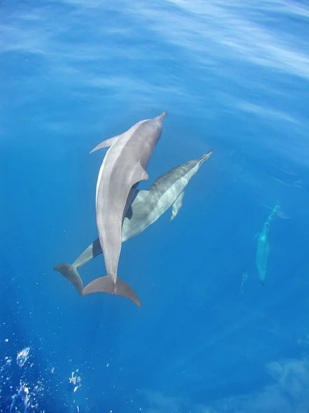 Delfines Mamíferos Marinos Amenazados — Foto de Stock