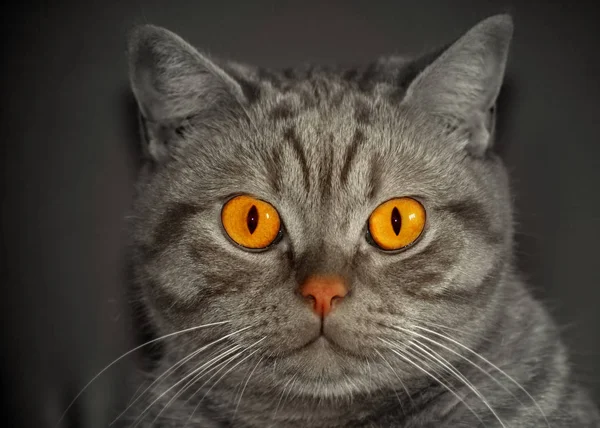 Retrato Gato Bonito — Fotografia de Stock